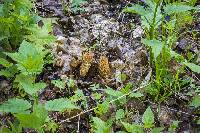 Morchella americana image