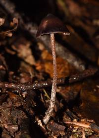 Psilocybe neoxalapensis image