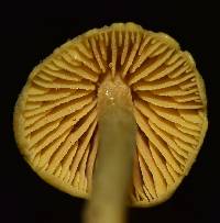 Entoloma murrayi image