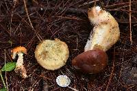 Amanita muscaria image