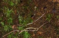Psilocybe neoxalapensis image