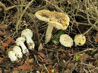 Amanita muscaria image