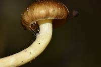 Hygrophorus hypothejus image