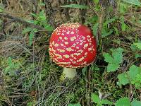 Amanita muscaria subsp. flavivolvata image