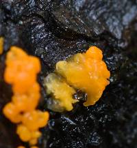 Dacrymyces chrysospermus image