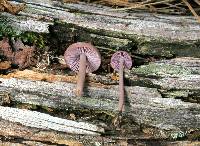 Mycena pura image