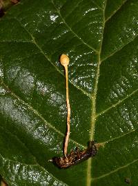 Ophiocordyceps sphecocephala image