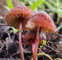 Marasmius plicatulus image