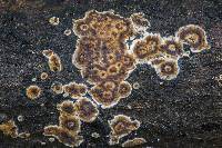 Peniophora albobadia image
