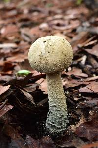 Amanita pelioma image