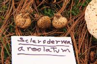 Scleroderma areolatum image