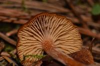 Rhodocybe nitellina image