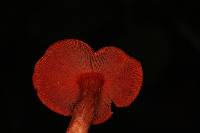 Dermocybe marylandensis image