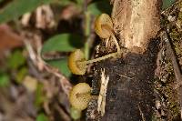 Pluteus chrysophlebius image