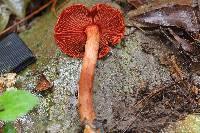 Dermocybe marylandensis image