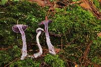 Cortinarius anomalus image