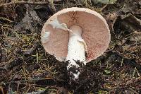 Agaricus subrutilescens image