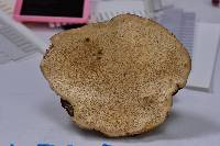 Fomitopsis ochracea image