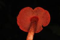 Dermocybe marylandensis image