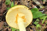 Amanita laurae image