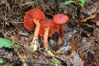 Dermocybe marylandensis image