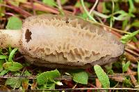 Morchella brunnea image