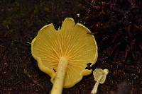 Entoloma murrayi image