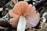 Hygrocybe calyptriformis var. calyptriformis image