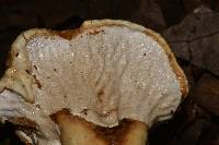 Hypomyces lateritius image