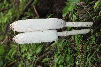 Coprinus comatus image