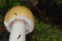 Amanita gemmata image