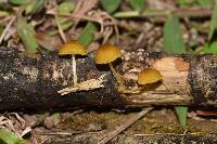 Pluteus chrysophlebius image