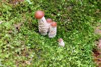 Psilocybe zapotecorum image