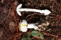 Amanita bisporigera image