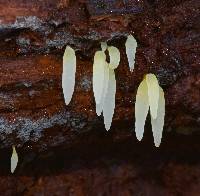 Image of Clavaria bresadolae