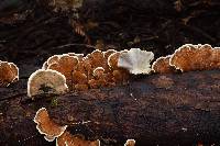 Trametes versicolor image