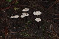 Marasmius rotula image