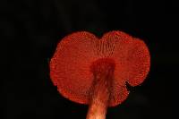 Dermocybe marylandensis image