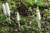 Coprinus comatus image