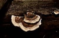 Trametes versicolor image