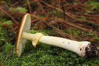 Amanita flavorubens image