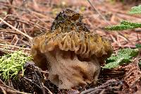 Morchella snyderi image