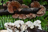 Trametes versicolor image