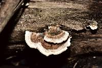 Trametes versicolor image