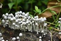 Coprinellus disseminatus image