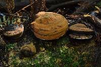 Ganoderma applanatum image