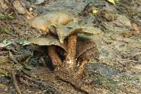 Psilocybe caerulescens image