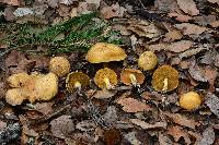 Suillus tomentosus image