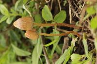 Psilocybe mexicana image