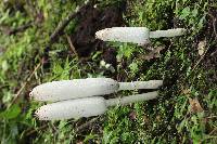 Coprinus comatus image